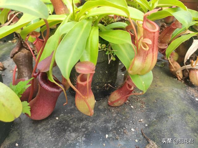 猪笼草（猪笼草图片，不同的生长状态（猪笼草的草的图片）