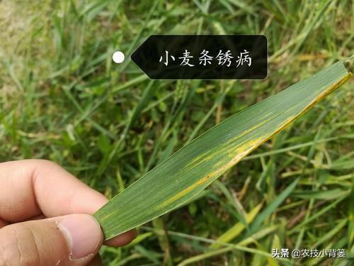怎么处理残留麦种，小麦种子处理（小麦条锈病发病广、传播快、危害重）