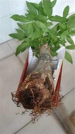 发财树烂根还能活吗，分清这2种情况，它还能救活