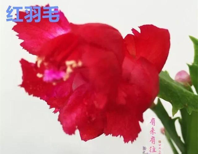 蟹爪兰图片，蟹爪兰你不知道的品种（蟹爪兰支架图片大全）