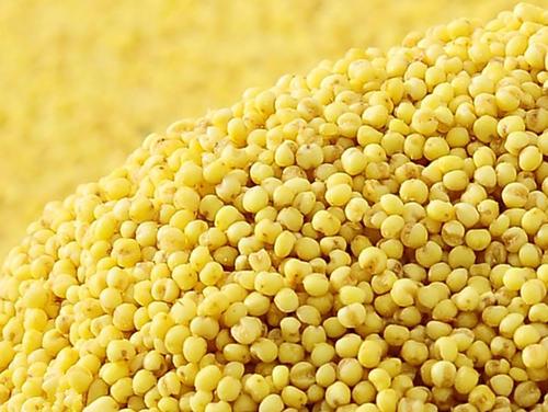 黍子是什么粮食,黍子面是什么粮食作物(高粱和谷子怎么区分)