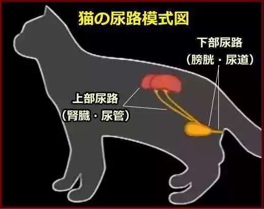 猫咪血尿解决办法，猫咪尿血尿的治疗方法（新手猫奴请收藏这篇文章）