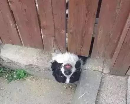 牧羊犬喜欢吃什么，还有这些特性让你又爱又恨