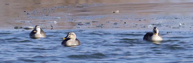 野鸭的种类有哪些，野鸭子有哪几种（TA就是野鸭中最靓的仔）