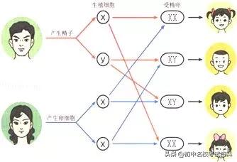 血型配对表图口诀，血型遗传规律表顺口溜（冲刺2020年中考-初中生物记忆口诀+知识点大全）