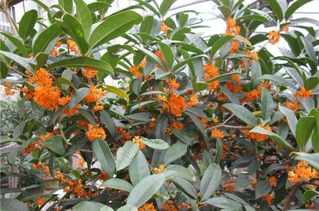 桂花有什么特点，桂花最大的特点是什么（植物百科： 丹桂）