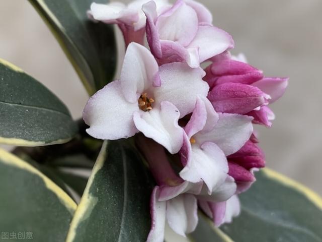 金边瑞香怎么养开花，金边瑞香怎么养开花好（“一多二勤”要牢记）