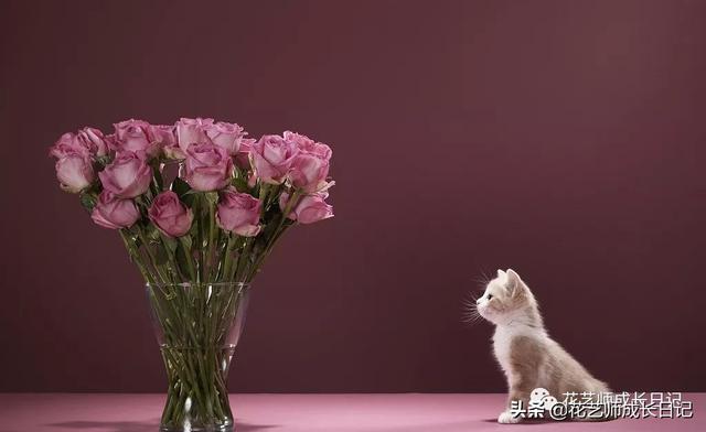 玫瑰花的寓意和花语，香槟色玫瑰（香槟色玫瑰代表什么）