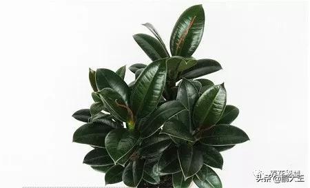 橡皮树的寓意是什么，花匠带你养花之橡皮树养护知识大全