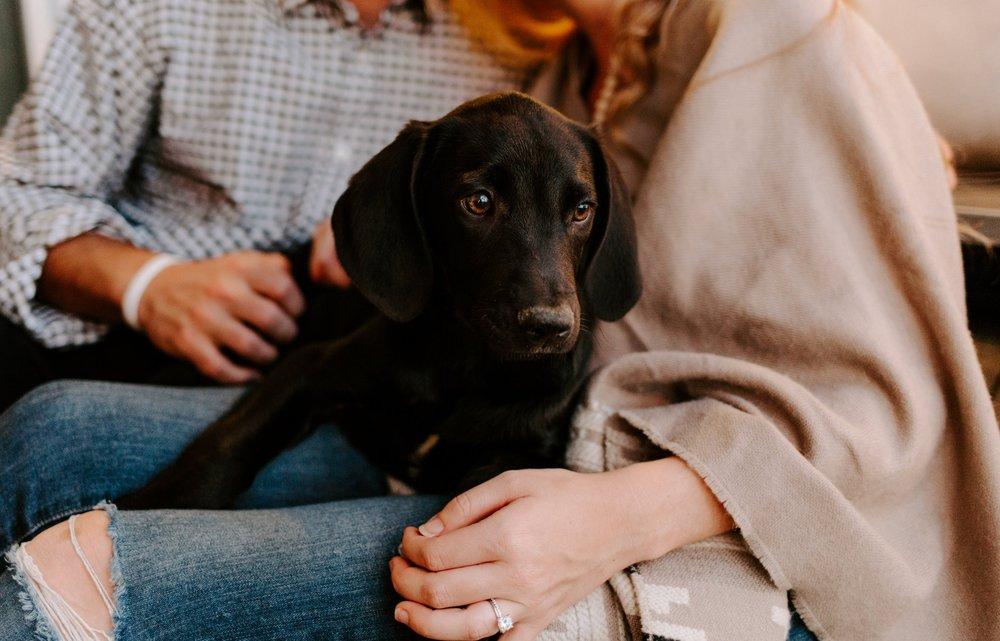 拉布拉多犬最佳训练期，拉布拉多多大才能懂事（拉布拉多犬的训练方法）