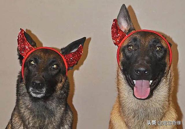 被装在包包里的毛孩纸，被装在包包里的毛孩纸怎么处理（铲屎官为毛孩们所做的事情让人感动图片）