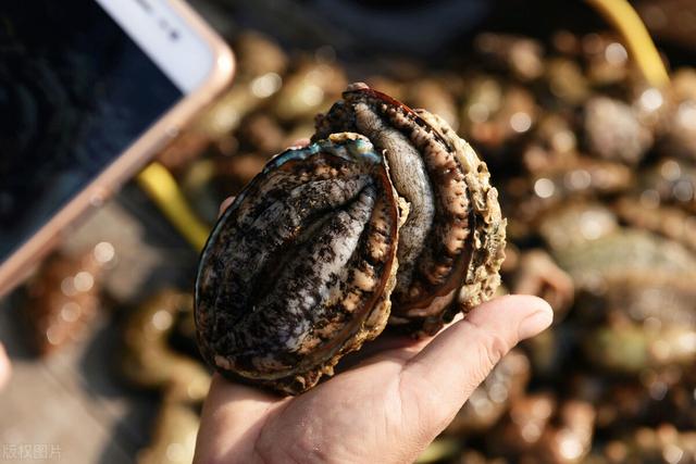 鲍鱼怎么清洗最简单，鲍鱼怎样清洗（东盛澜丨鲍鱼怎么清洗）