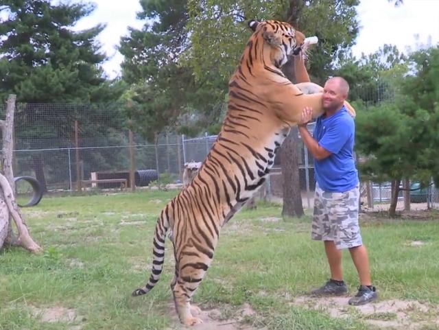 世界上最大的老虎，更大的老虎是谁（一巴掌能把狮子拍晕）