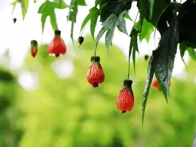 元宵节花灯种类，元宵节彩灯有哪些种类（今日元宵丨这些“花灯”见过3种算你厉害）