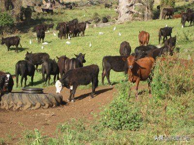 美国有多少年历史，美国成立了多少年有多少年的历史（能否逃过王朝300年期限）