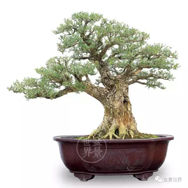 黄杨木盆景养护注意事项，怎样养黄杨木盆景（一组黄杨盆景精品欣赏）