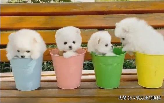 哪只博美犬最可爱最便宜，常被主人装在口袋里去散步