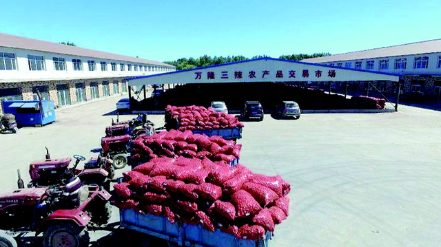 珠葱的种植方法，圆葱的种植方法（农安珠葱，打好特色“优势牌”）