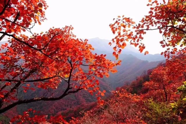 满山红叶似彩霞，阿宝歌曲大全（山东最全赏红叶地图来了）