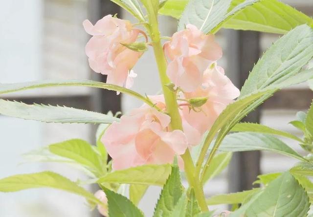 金凤花花语中金凤花的形态特征，金凤花花语及象征意义（说的都是小时候染指甲的凤仙花）