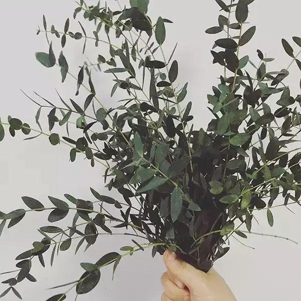 尤加利可以水培吗(尤加利也有这么多品种)