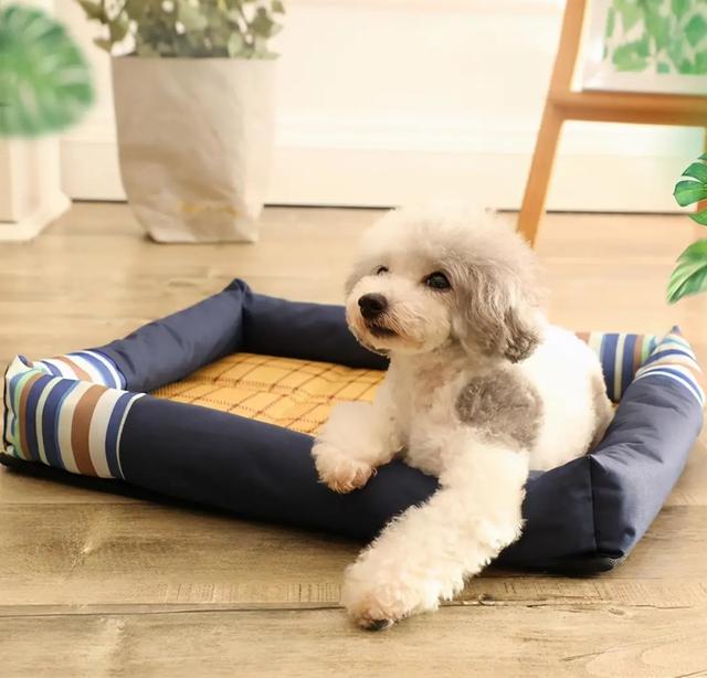 狗狗生产前的征兆，狗狗生孩子前的征兆有哪些（狗狗分娩前有哪些征兆）