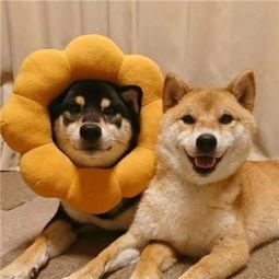 柴犬情头，微信头像，柴犬情头（我还是没找到一起用狗狗情侣头像的人...）
