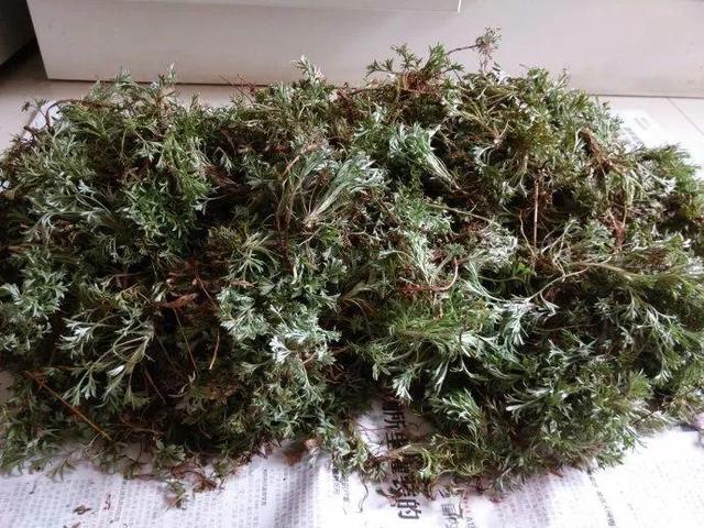 做清明果的草叫什么草，做清明果的那种草叫什么（春天不可错过的4种野菜）