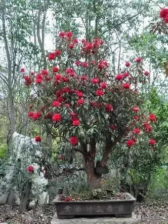 关于马缨杜鹃花，马缨杜鹃花下山桩（马缨杜鹃花的鉴赏以及栽培养护）