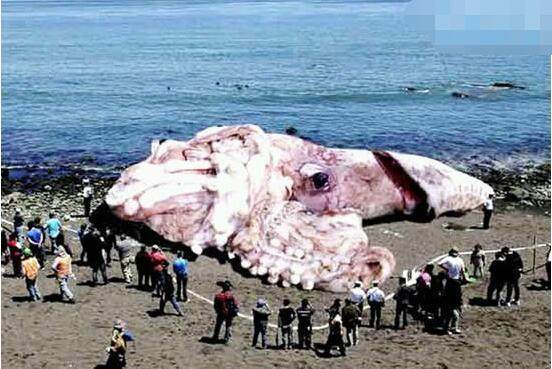 大王酸浆鱿与大王乌贼终极对决：谁才是深海最大头足类霸主？