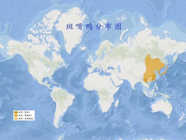 野鸭的种类有哪些，野鸭子有哪几种（TA就是野鸭中最靓的仔）