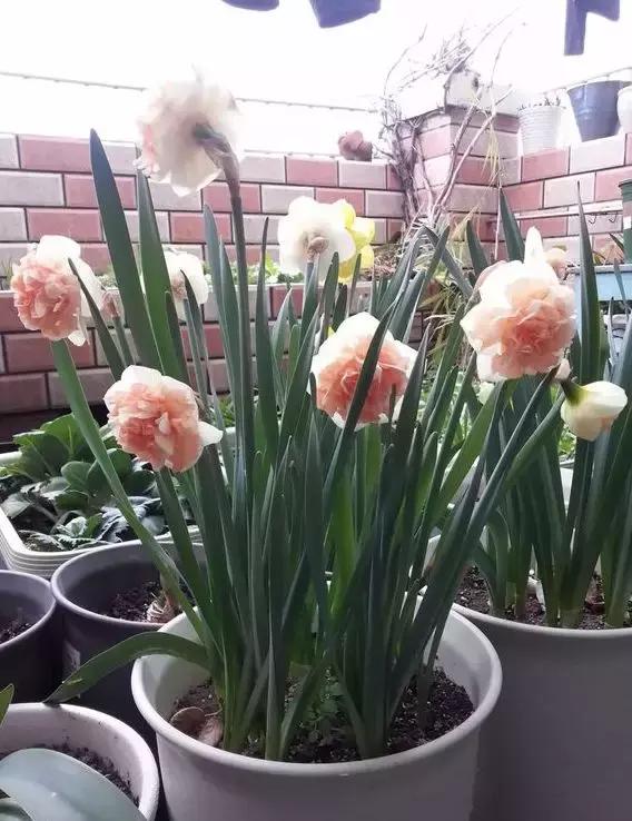 洋葱长芽了会开花吗，洋葱长芽了会开花吗有毒吗（阳台种点“大葱”）