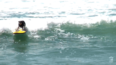 我的世界狗怎么驯服，网友教自家狗子玩《我的世界》