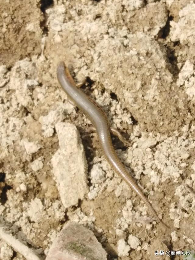 中华石龙子有毒吗，中华石子龙蛇有毒吗（邂逅两条可爱的四脚蛇）