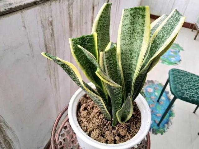 一帆风顺叶子下垂发软，一帆风顺叶子下垂发软发黄怎么办（这花天一冷就假死）