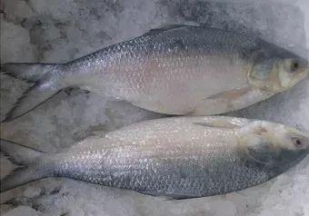 鲥(时)鱼——鲥(shí)鱼白鱼——鳓(lè)鱼岩撞——褐菖鮋(hè chāng