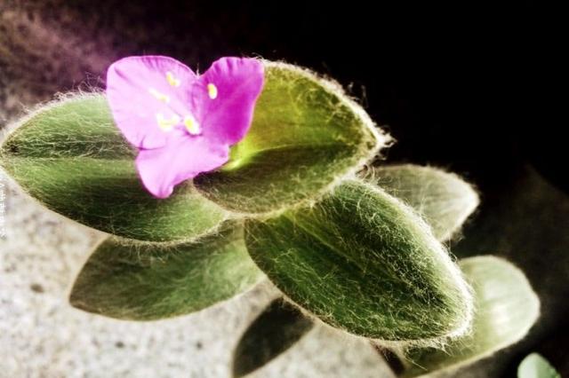 冷门好听的花名及花语，各类冷门花的花语有哪些（叶片绕蚕丝、花名很高冷）