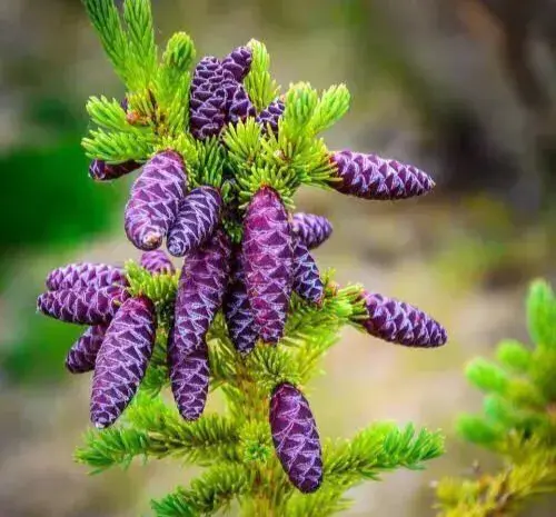 松树是什么样子的，松树长什么样子图片（科普答疑：松树会开花吗）