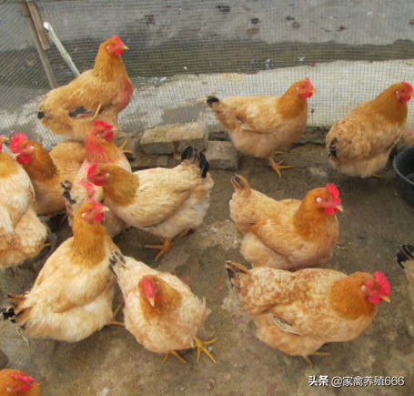 麻羽高产绿壳蛋鸡品种介绍（麻羽绿壳蛋鸡特点）