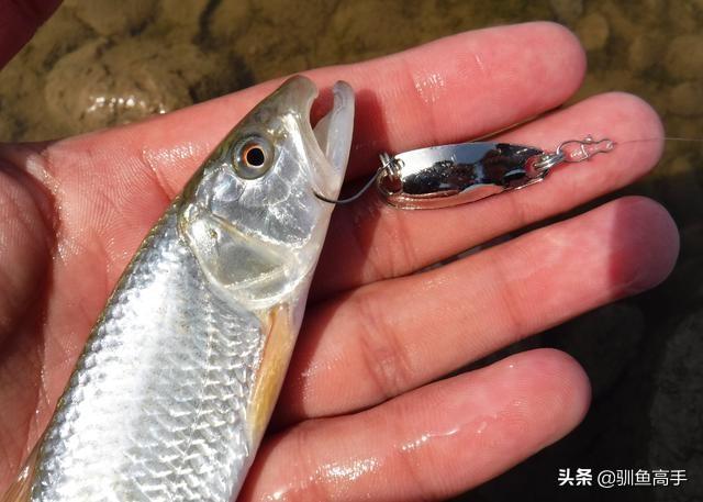 路亚马口用什么饵，马口鱼用什么路亚饵好（这些有意思的玩法）