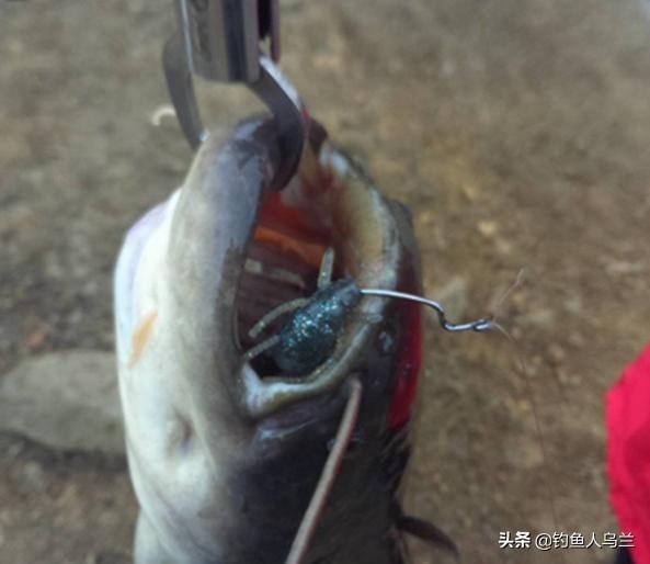探秘丹江口水库惊现300斤巨型青鱼，钓友直呼罕见奇观！