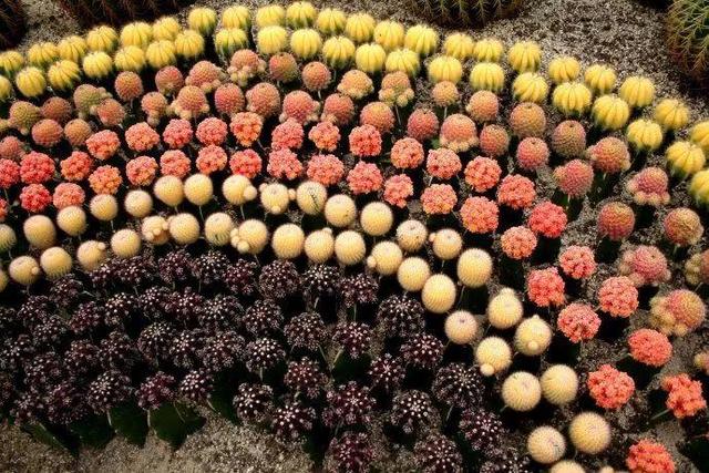 厦门万石植物园里有哪些植物，厦门万石植物园里有哪些植物花（种满多肉的植物园）