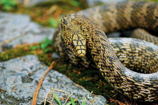 王锦蛇的品种简介，王锦蛇的品种简介和图片（却被称为“百蛇之王”）