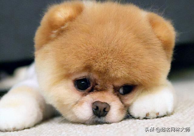 qq输入法不支持ios，为什么电脑qq输入法不能用（54个“温顺”狗狗名）