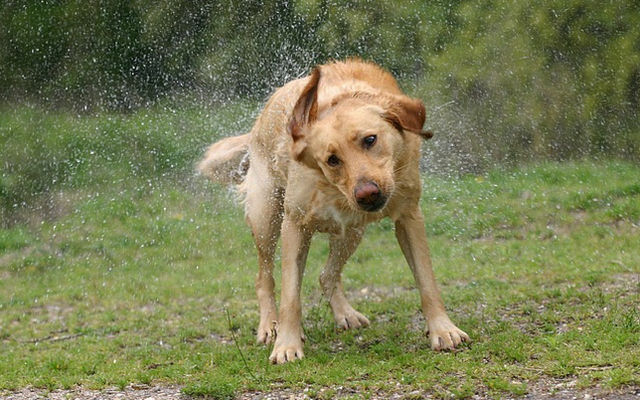 比熊犬怎么训练上厕所，比熊犬怎么训练大小便（帮你训练狗狗雨天排便）