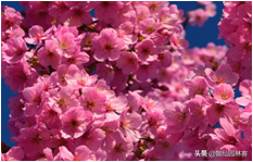 中国樱花有几个品种，中国樱花树品种（这81种樱花）