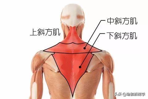 为什么要练斜方肌，为什么练斜方肌会越练越大（斜方肌这样练）