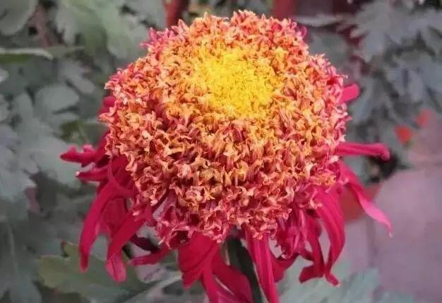 世界最美菊花80种太美了，金秋十月赏菊花——世界最美菊花80种送给您