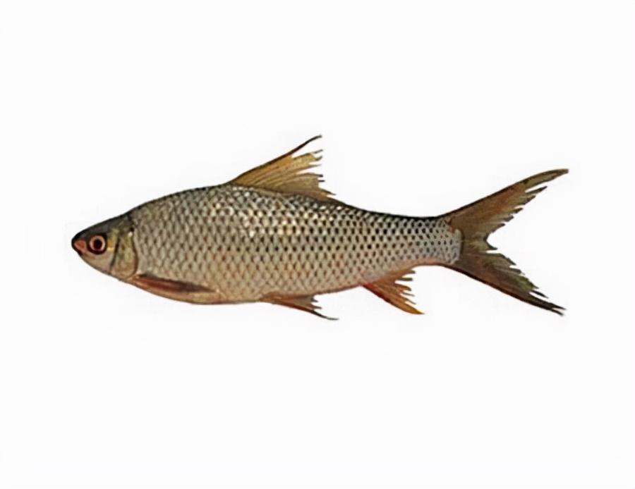 三叶唇鱼介绍，双唇鱼学名叫什么（鱼类：中国淡水鱼类图谱）