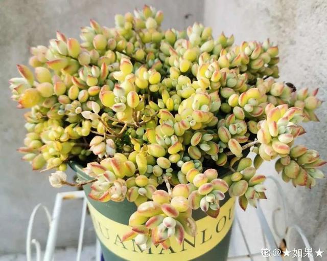 香草兰花怎么养，香兰草怎么种植（屋里养盆“香水花”）